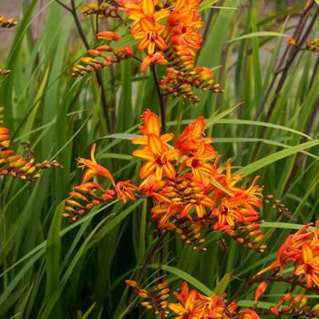 Crocosmia montbretia 'Firestarter' 