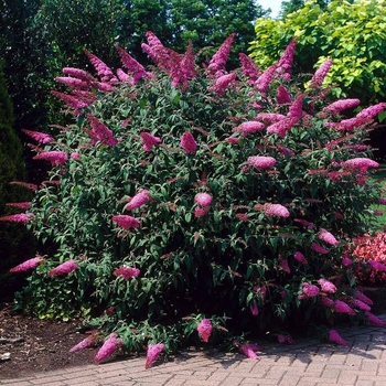 Buddleia 'PODvb3-30' 