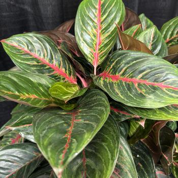 Aglaonema 'Garnet Coltrane' 