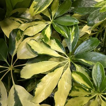 Schefflera arboricola 'Ivory'