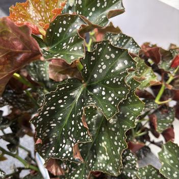 Begonia 'Cracklin Rosie' 