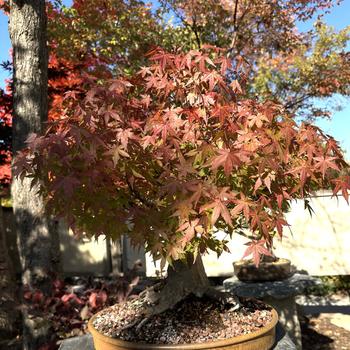 Acer palmatum '' (279660)