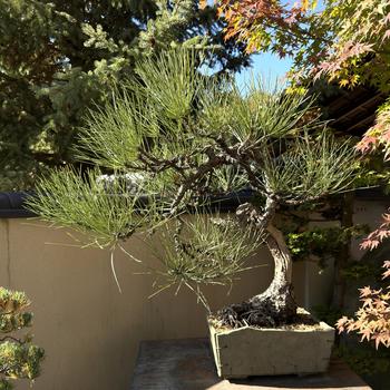 Pinus ponderosa