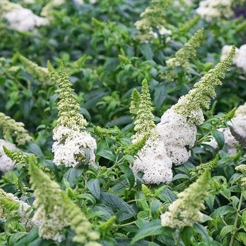 Buddleia 'Grevantrt' 