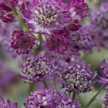 Astrantia major 'Star of Magic' 