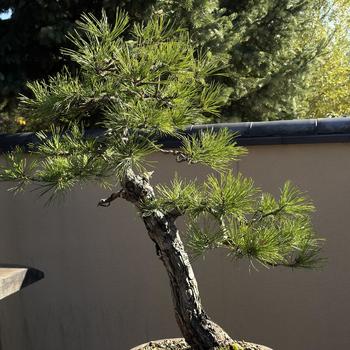 Pinus contorta