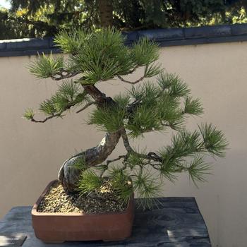 Pinus nigra '' (279675)