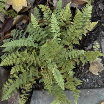 Cystopteris bulbifera