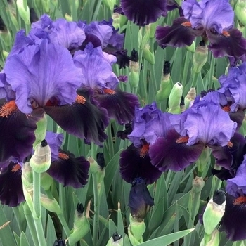 Iris germanica 'Violet Turner' 