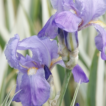 Iris pallida 'Albo variegata' 