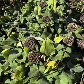 Phlomis fruticosa