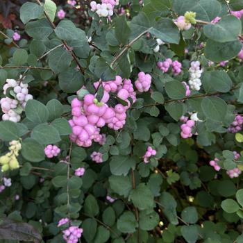 Symphoricarpos 'Proud Berry®' (279715)