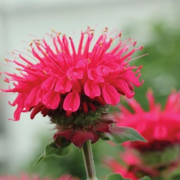 Monarda 'Bee-Happy' 