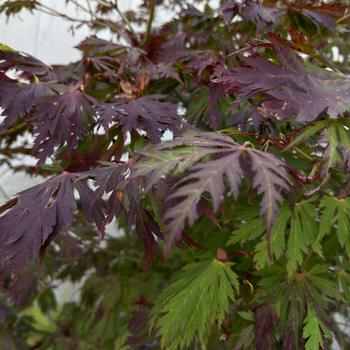 Acer japonicum 'Maiku-jaku' 