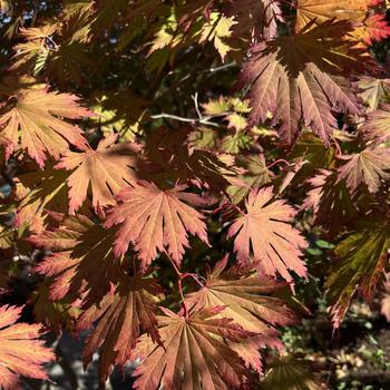 Acer shirasawanum 'Autumn Moon' 