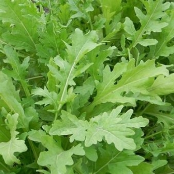 Arugula 'Rocket (Roquette)' 