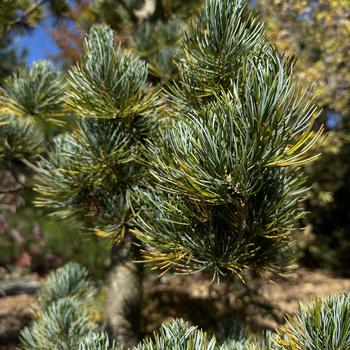 Pinus parviflora