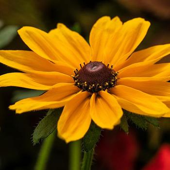 Rudbeckia hirta