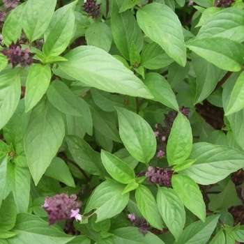 Ocimum basilicum 'Sweet Thai' 