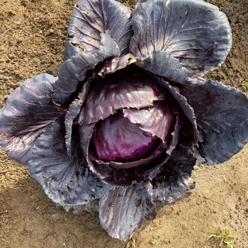 Brassica oleracea 'Ruby Perfection' 