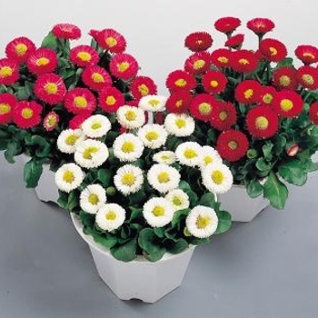 Bellis perennis 'Galaxy Mix' 