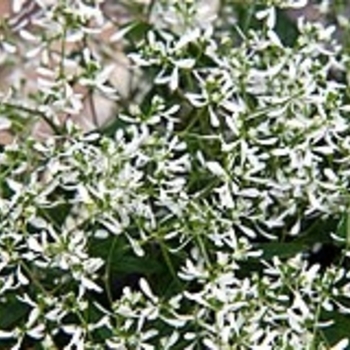 Euphorbia hypericifolia 'Star Dust White Flash' 