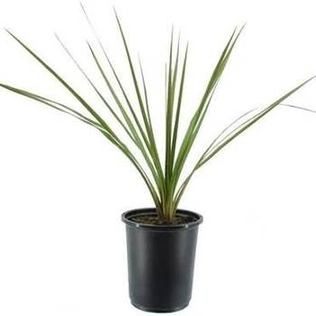 Cordyline 'Alcorlipa' PP38841