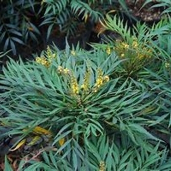 Mahonia confusa 'Narihiri' 