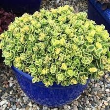 Sedum 'Lime Twister' PP26895