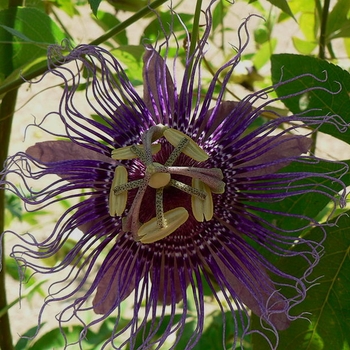 Passiflora 'Inspiration' 