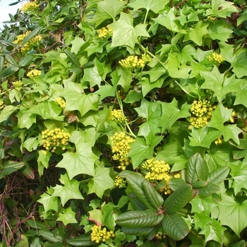 Senecio mikanioides