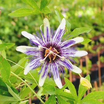 Passiflora incarnata 'Bluepop' 