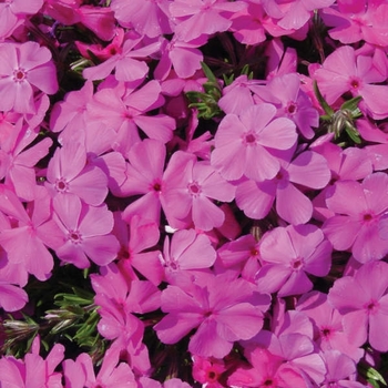 Phlox subulata 'Drummond's Pink' 