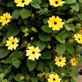 Thunbergia 'Yellow Dark Eye' 