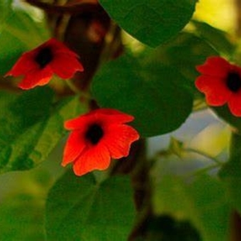 Thunbergia 'Red Orange' 