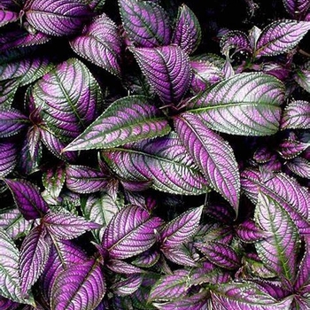 Strobilanthes anisophyllus 'Purpurea' 