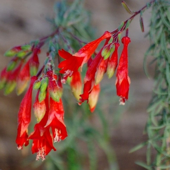 Epilobium canum var. latifolium 'Everett's Choice' 