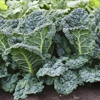 Brassica oleracea var. sabellica 'Lacinato' 