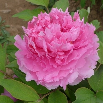 Paeonia x suffruticosa 'Tao Hong Fei Cui' 