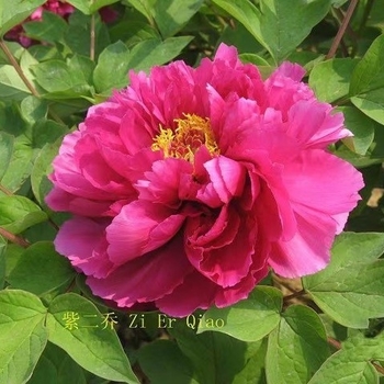 Paeonia x suffruticosa 'Luoyang Hong' 