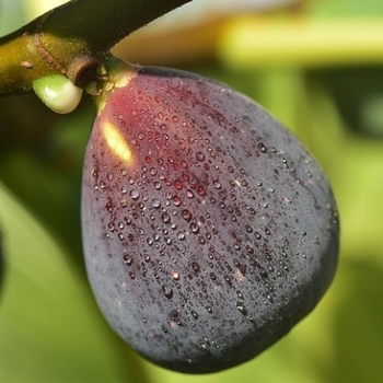 Ficus carica 'LSU Purple' 