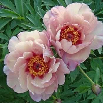 Paeonia 'Berry Berry Fine' 