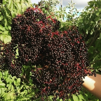 Sambucus racemosa