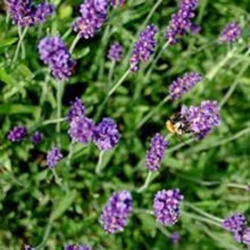 Lavandula x intermedia 'Fred Boutin' 