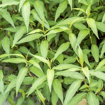 Lavandula dentata 'Variegata' 