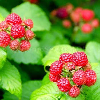 Rubus idaeus