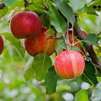 Malus domestica 'Gala' 