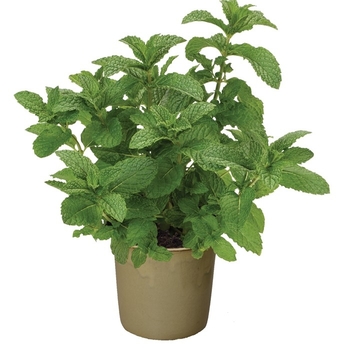 Mentha spicata 'Kentucky Colonel' 