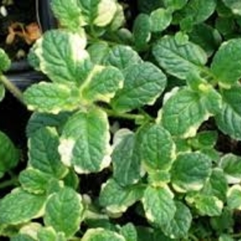 Mentha suaveolens 'Variegata' 