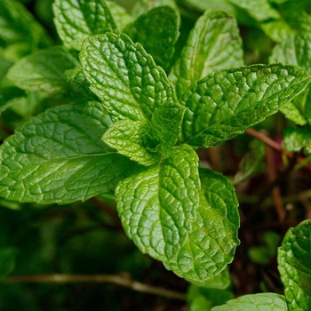 Mentha cordifolia